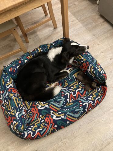 Un border collie au calme dans son nid douillet