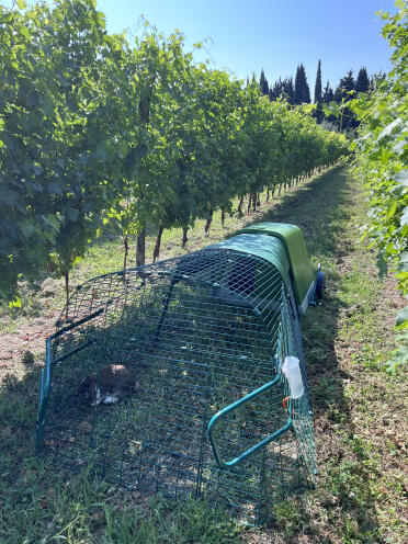 La clôture du vignoble à l'abri des renards