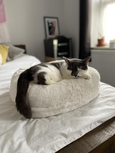 Mon chat adore son nouveau lit Omlet doughnut ! 