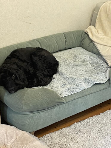 Un cockapoo de 15 kg sur un grand lit d'appoint