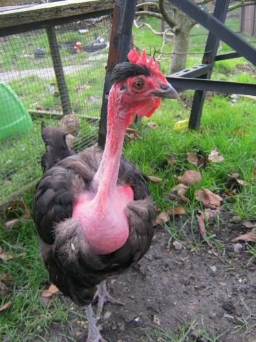 ozzie, notre poulet qui pense qu'elle est une caille