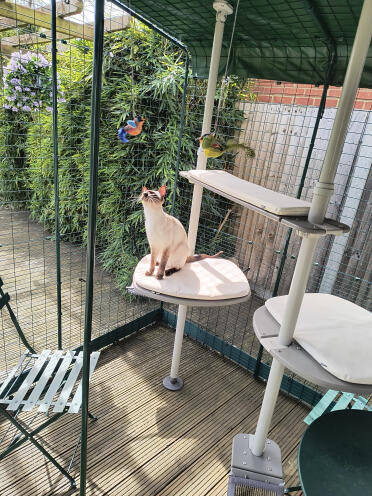 Yzma aime son catio