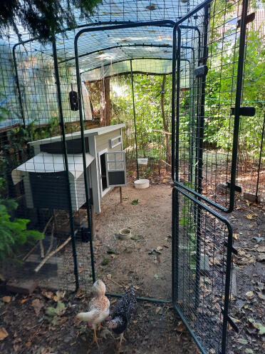 Un enclos pour les poules, c'est super !
