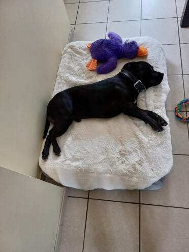 Panier topology L avec un staffie