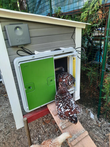 La porte automatique pour les poules est top !