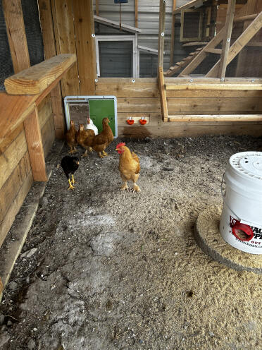 Vraiment la meilleure porte de poulet disponible ! 