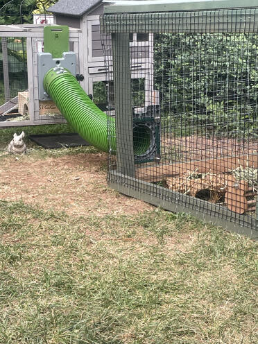 Mes lapins l'adorent.
