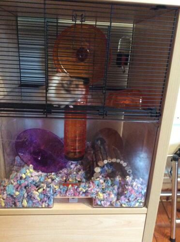 Vraiment facile à nettoyer et beaucoup d'espace pour ranger toutes les affaires du hamster.