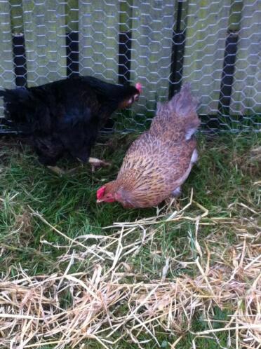 pourriez-vous s'il vous plaît me dire si j'ai un buff orpington merci