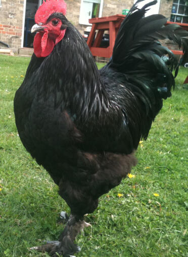 Poule dans le jardin posant