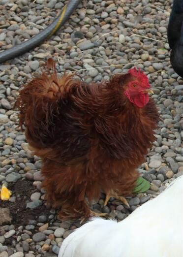 Poulet sur le gravier