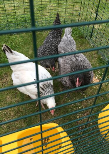 Mes 3 poules hybrides - Light Sussex, Barred Rock & Beechwood Blue