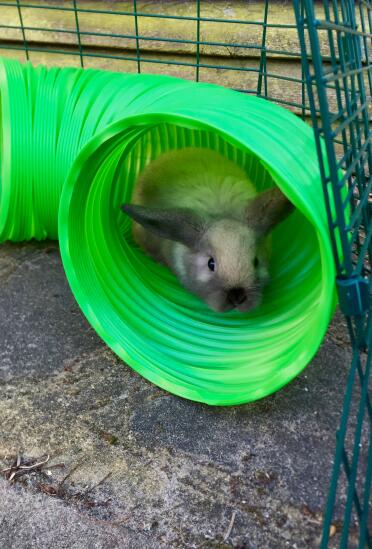 Phoebe adore jouer dans son nouveau parc à lapins !