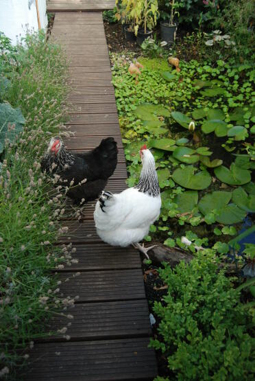 Deux poulets