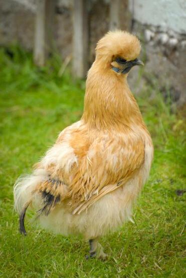 Poulet Silkie Buff