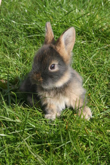 Mignon lapin en peluche assis sur l'herbe