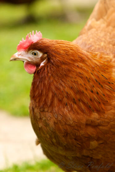 Les poulets font de beaux animaux de compagnie pour votre jardin.