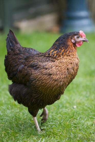 Un magnifique poulet misspepperot.