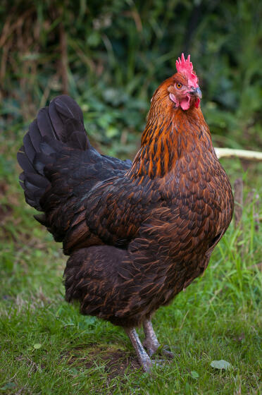 Anja - 8 ans et un oiseau fier!