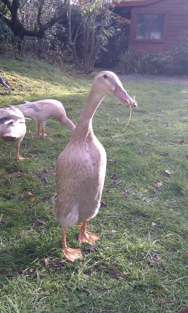 3 canards dans le jardin