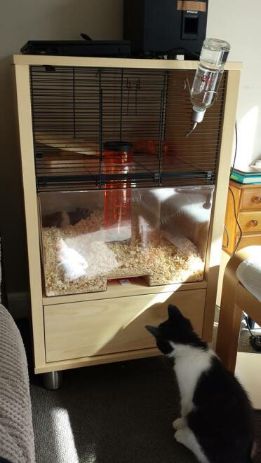 Mon chaton matilda et mon hamster tedder :)