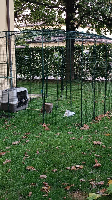 Mon catio