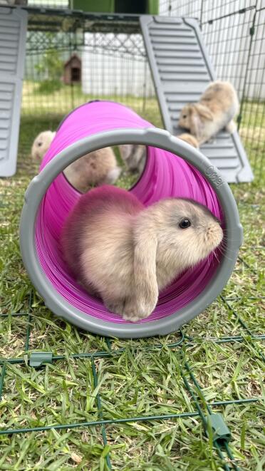 Les bébés lapins s'amusent dans leur parc Zippi! 