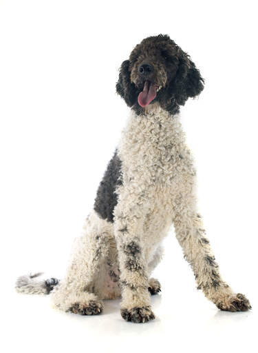 Un chien d'eau portugais adulte avec un poil frisé et des pattes géantes