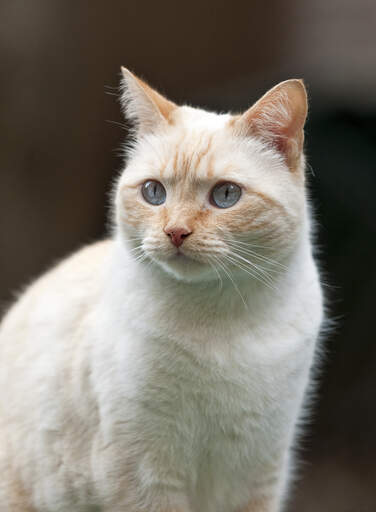 Un chat colourpoint avec des points rouges