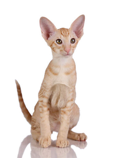 Un adorable chaton oriental ginger tabby