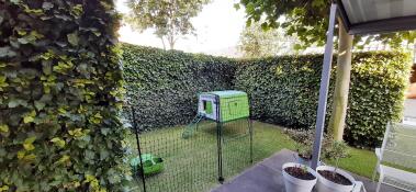 Un grillage à poules dans un jardin, un poulailler vert à l'intérieur