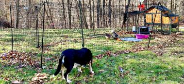 Clôture pour poules dans un grand champ, entourant un poulailler