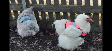 Des poulets avec des vestes de poulet hi-viz.