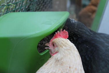 Nourrir les poules le matin