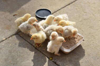 poussins dehors pour la première fois