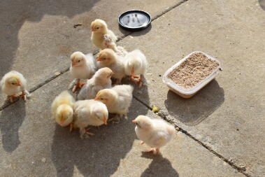 poussins dehors pour la première fois