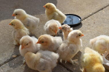 poussins dehors pour la première fois