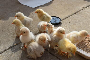 poussins dehors pour la première fois