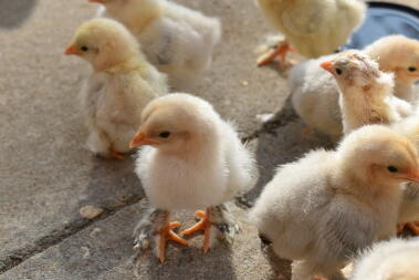 poussins dehors pour la première fois