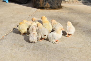 poussins dehors pour la première fois