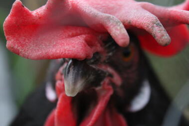 Les Leghorns sont sujets aux engelures en raison de leurs grands rayons