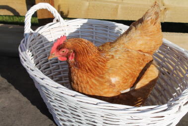 Poulet dans un panier