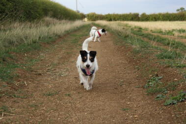 Toby fait de l'exercice