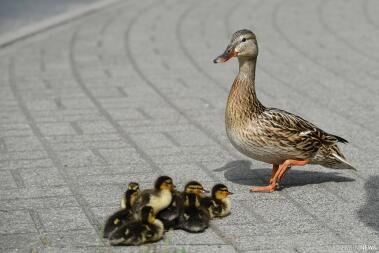 Un canard brun avec une bande de poussins jaunes et noirs traversant la route