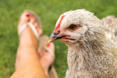 Gros plan d'un poulet avec des pattes en arrière-plan