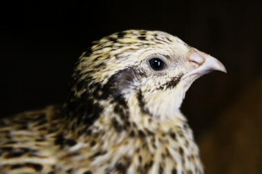 Caille de Coturnix italienne