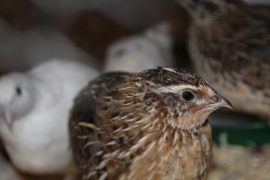 Caille Coturnix mâle