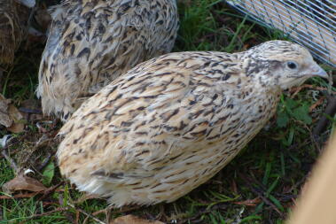 Une caille brune, blanche et jaune dans un jardin