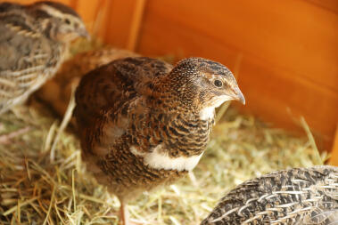 Poulets dans le poulailler