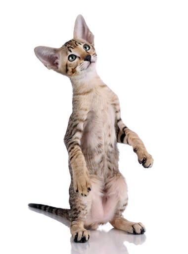 Un mignon tabby oriental se tenant sur ses jambes